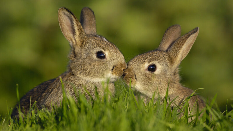 Two Baby Rabbits — Green, Peaceful, Afternoon