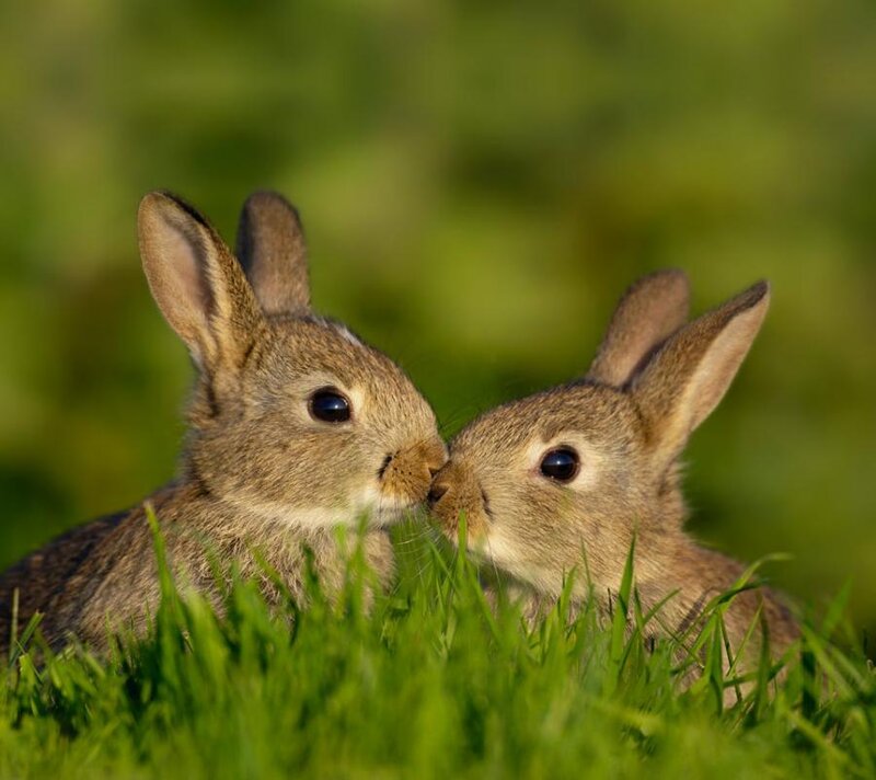 Two Baby Rabbits — Green, Peaceful, Morning, Photograph
