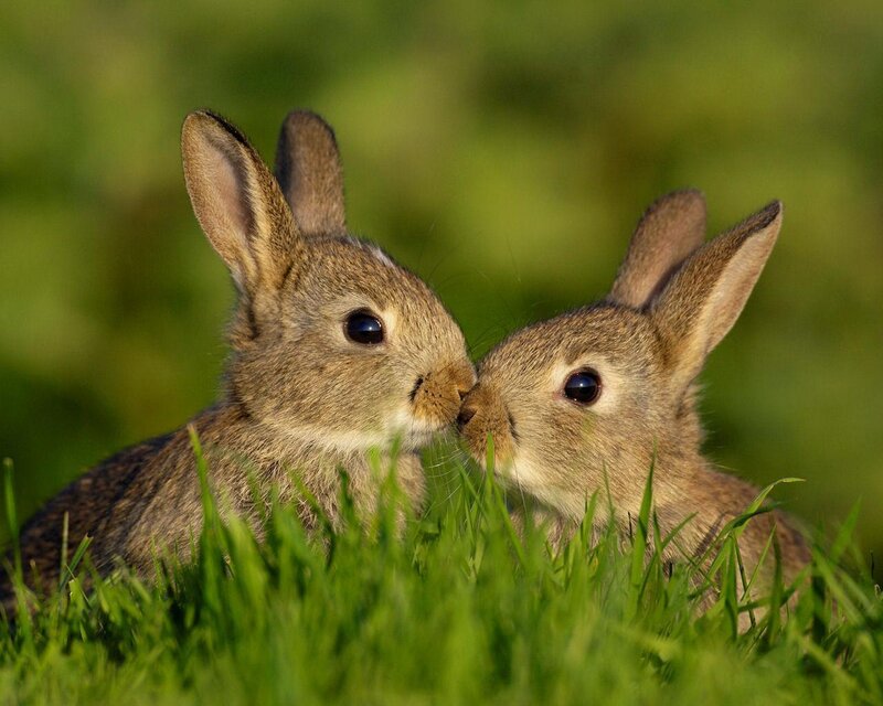 Two Baby Rabbits — Green, Peaceful, Morning