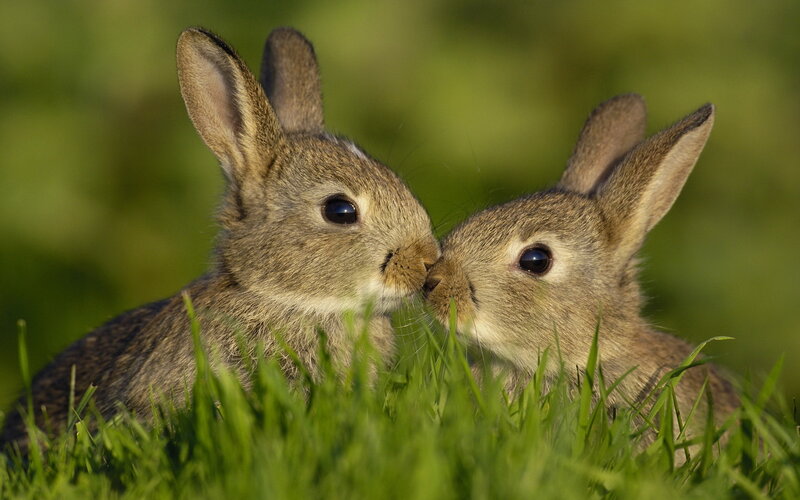 Two Baby Rabbits — Green, Peaceful
