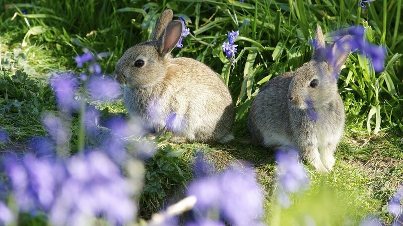 Two Baby Rabbits — Green, Serene