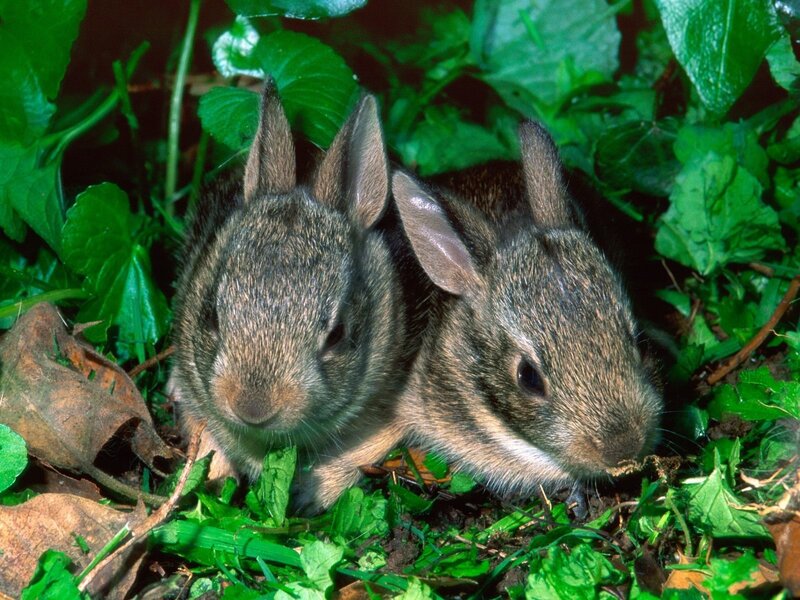Two baby rabbits in green leaves