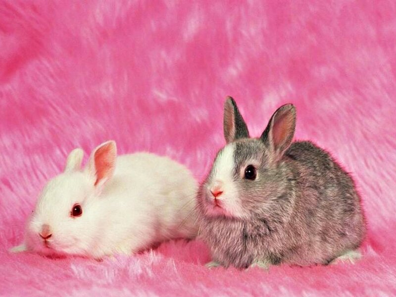 Two Baby Rabbits — Pink, Calm