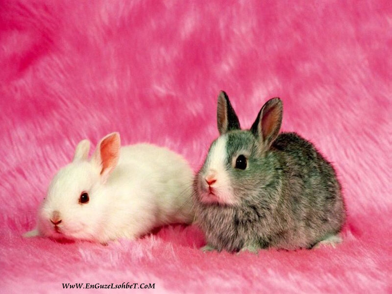 Two Baby Rabbits — Pink