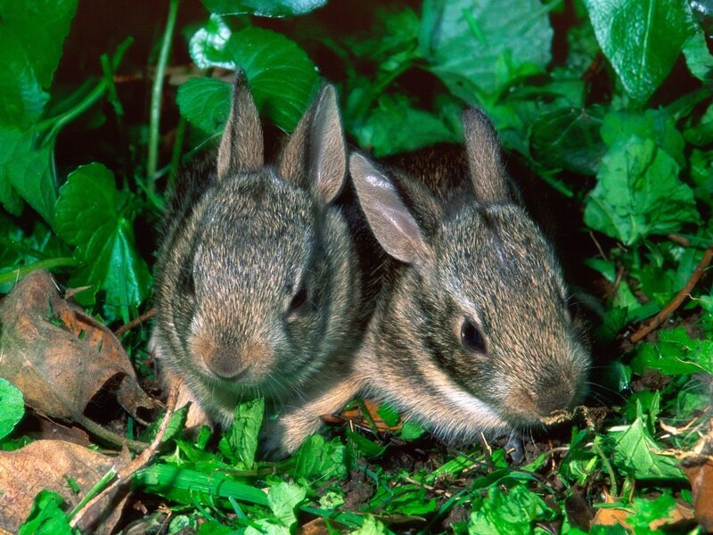 Two Baby Rabbits