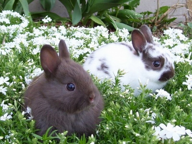 Two Baby Rabbits — White, Peaceful