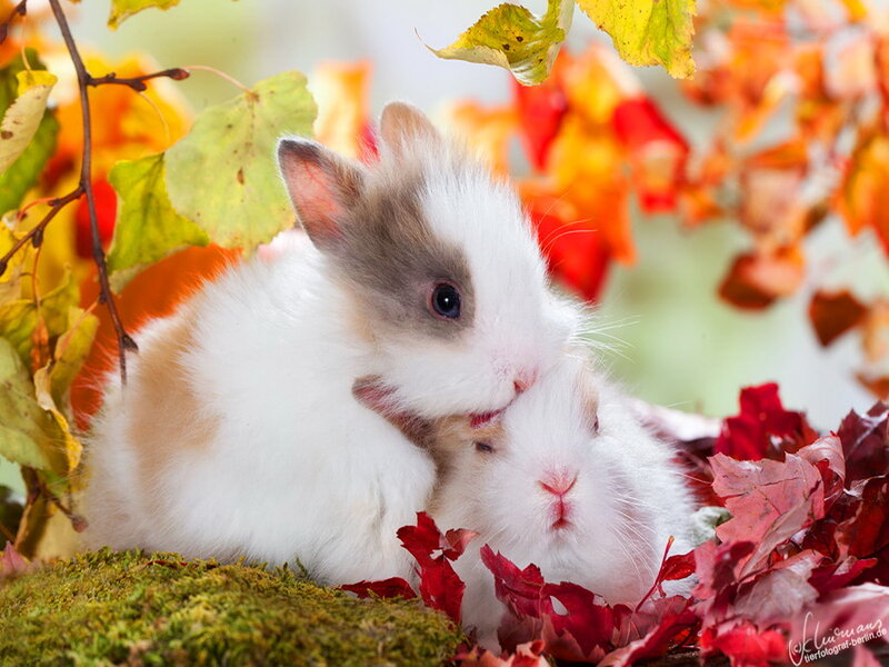 Two Baby Rabbits — White