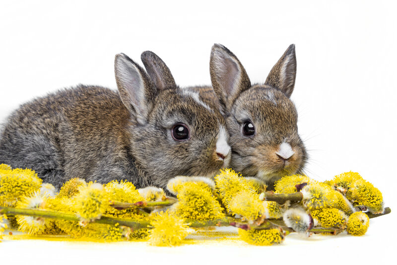 Two Baby Rabbits — Yellow, Calm