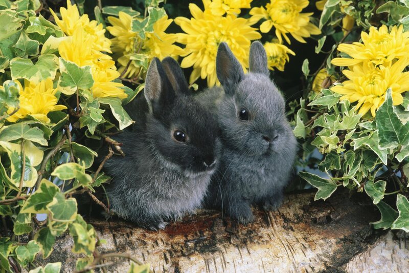 Two Baby Rabbits — Yellow