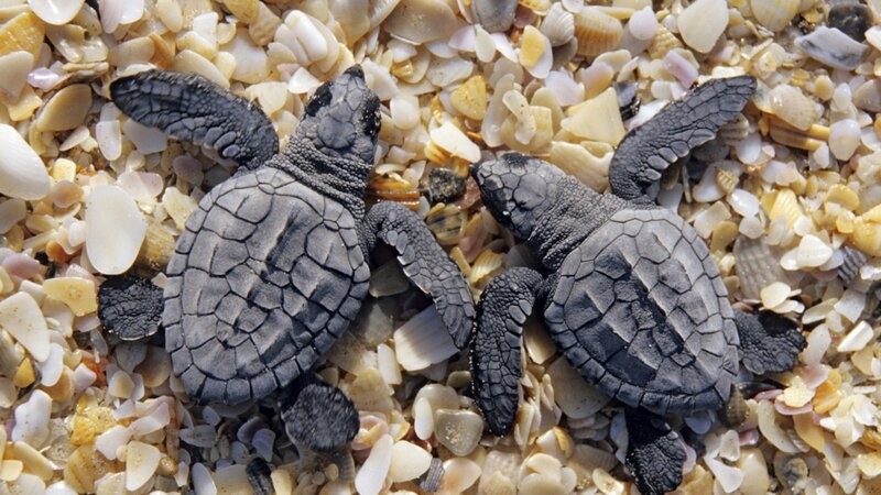 Two Baby Sea Turtles — Gray, Natural