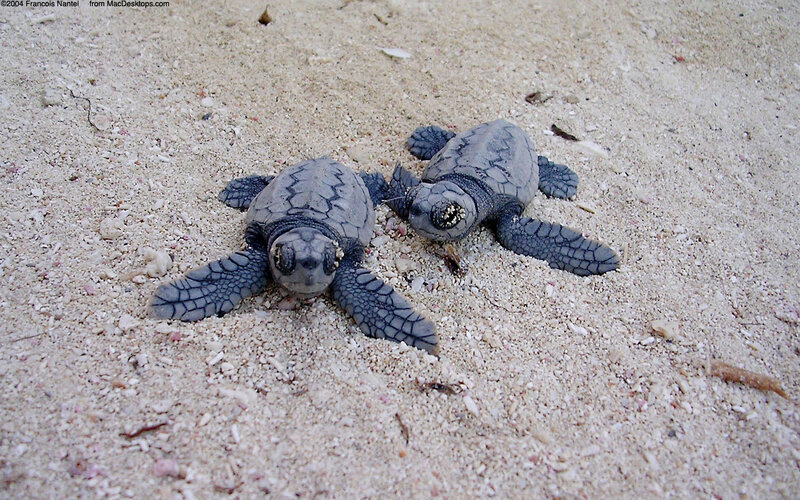 Two Baby Sea Turtles — Gray