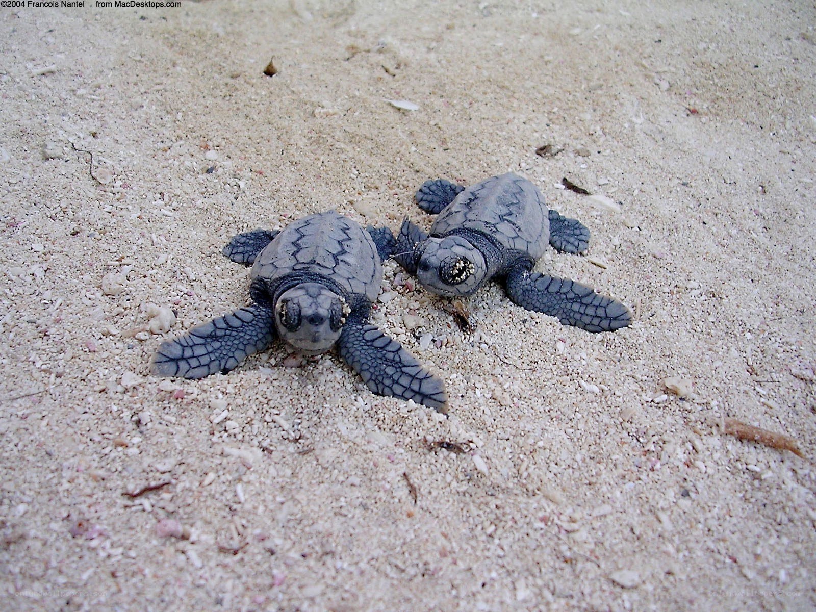 Two baby sea turtles on sand