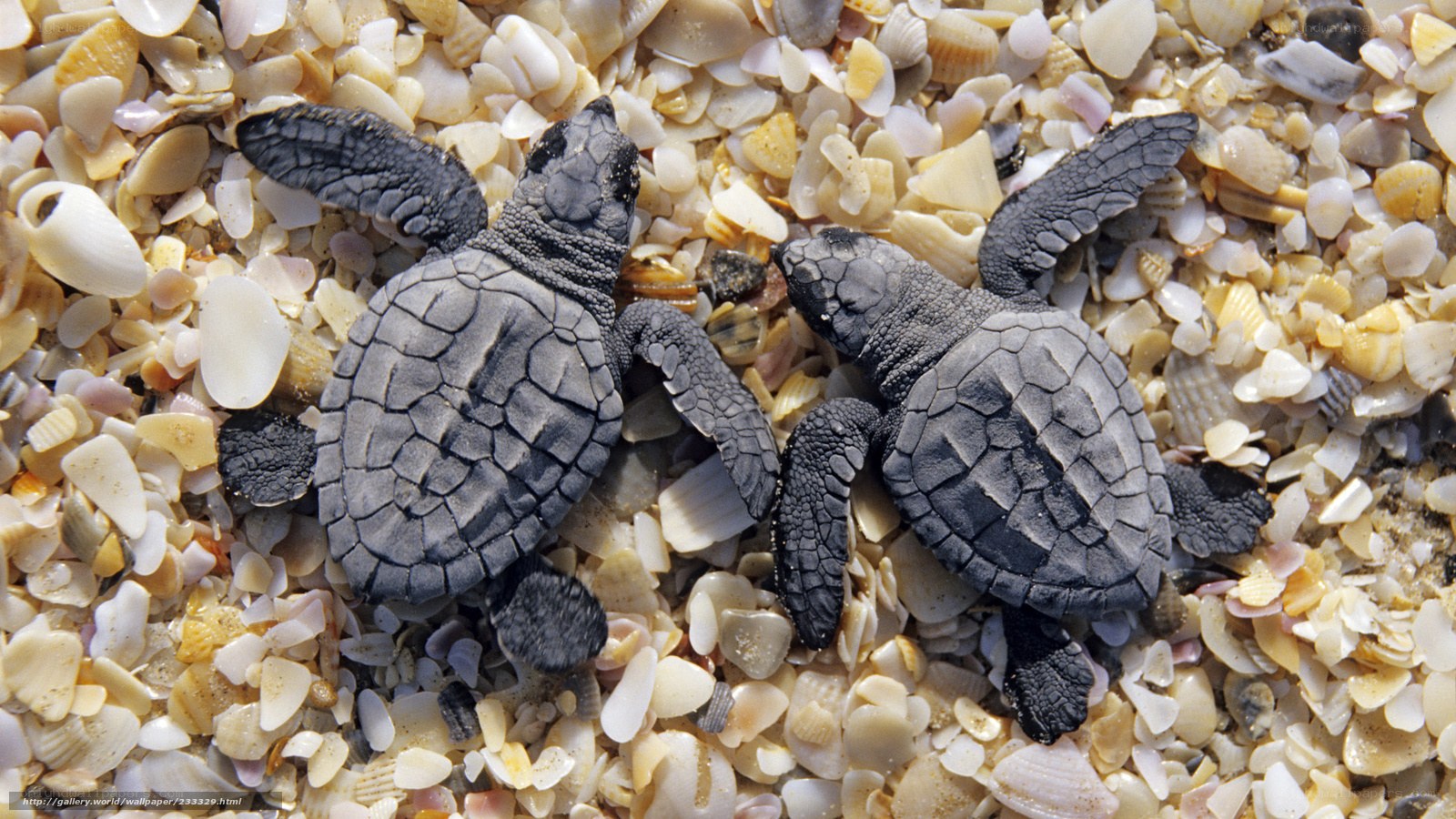 Two baby sea turtles on shell beach