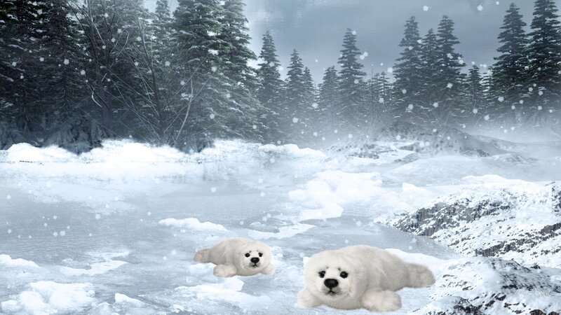 Two Baby Seals on Ice