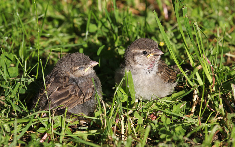 Two Baby Sparrows