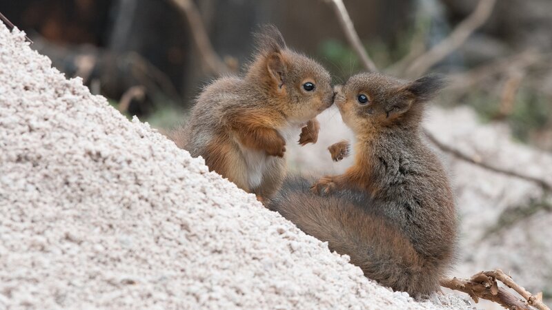 Two Baby Squirrels — Brown