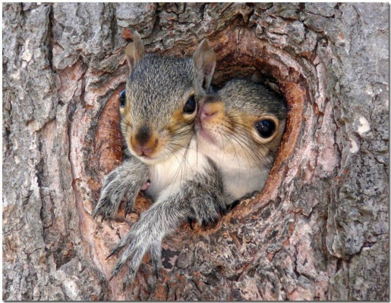 Two Baby Squirrels — Gray