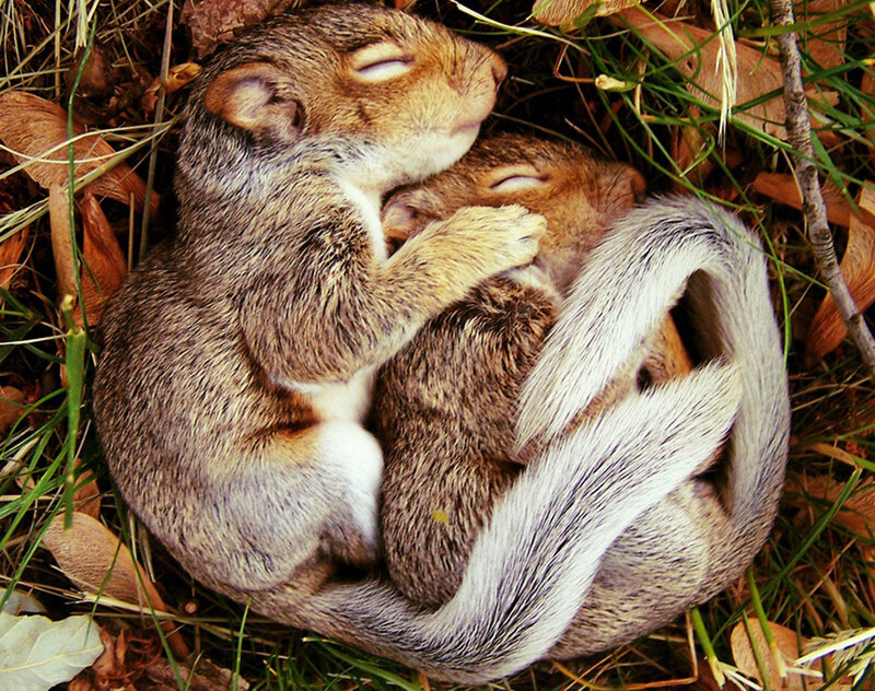 Two Baby Squirrels