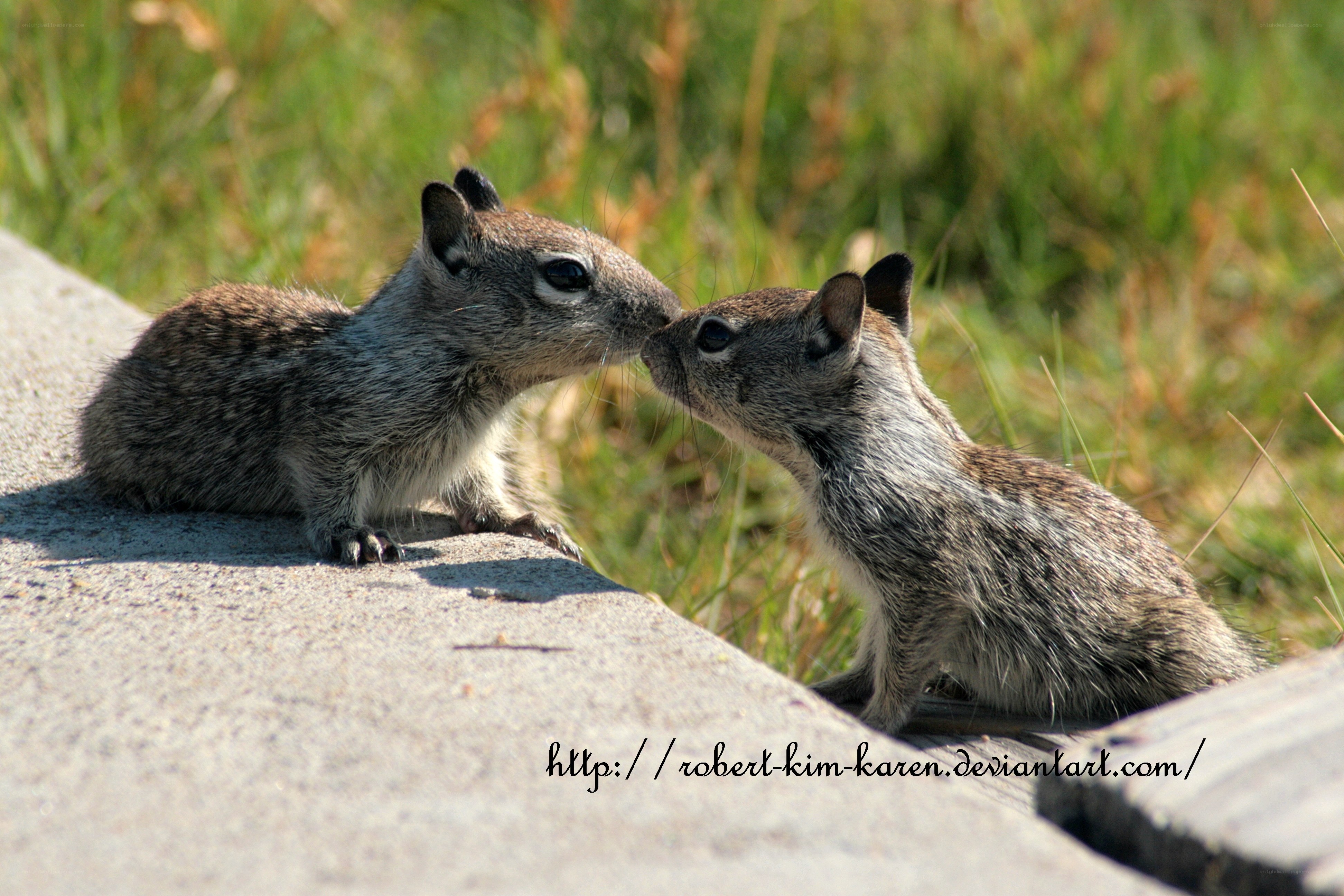 two baby squirrels touching noses