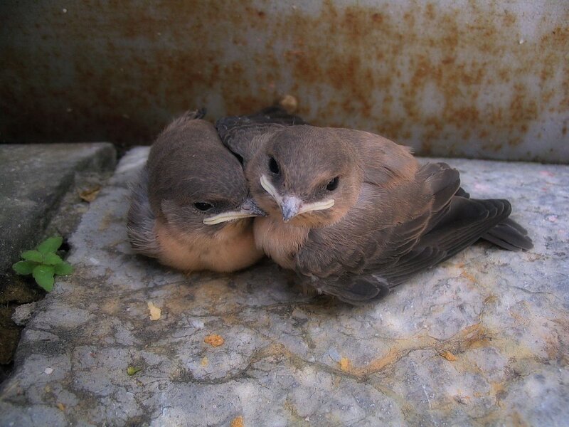 Two Baby Swallows