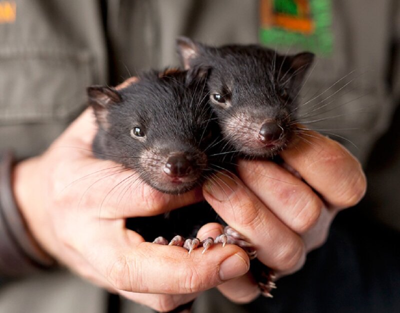 Two Baby Tasmanian Devils