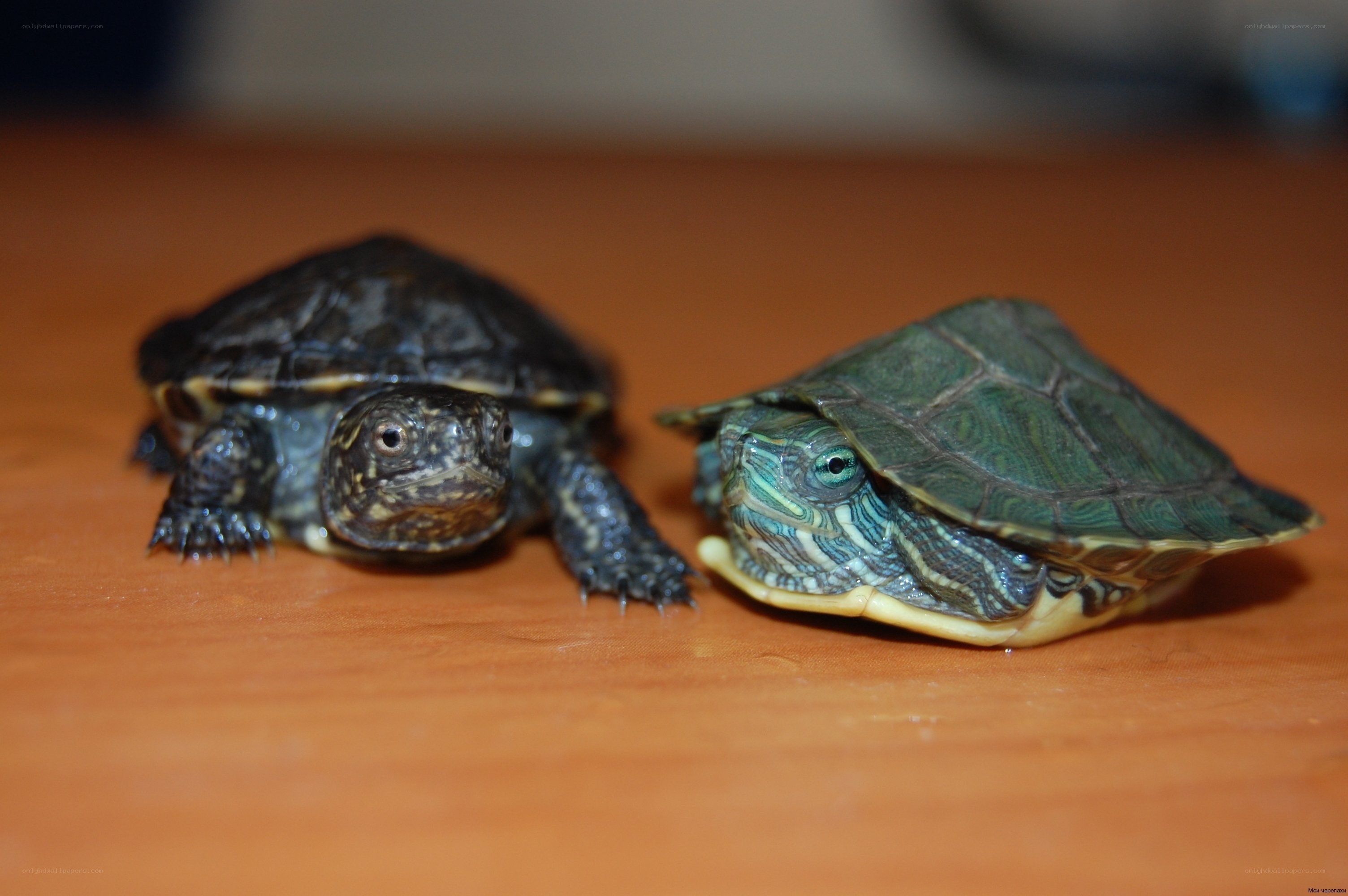 Two baby turtles on a table