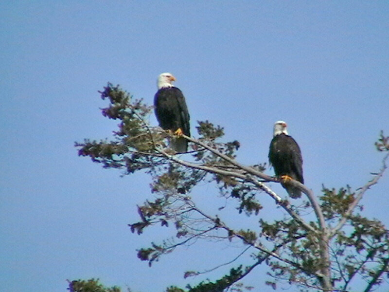 Two Bald Eagles — Blue, Calm, Afternoon