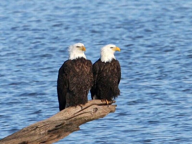 Two Bald Eagles — Blue, Calm