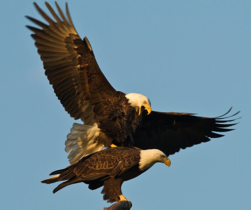 Two Bald Eagles — Blue, Dramatic