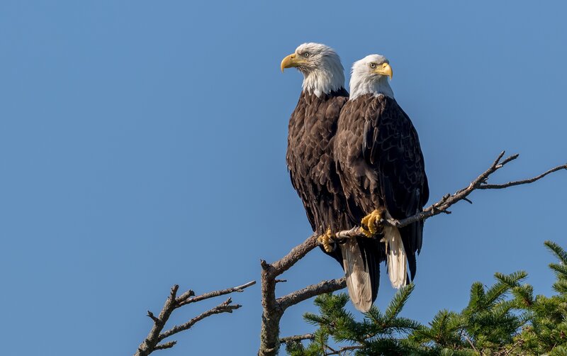 Two Bald Eagles — Blue, Serene