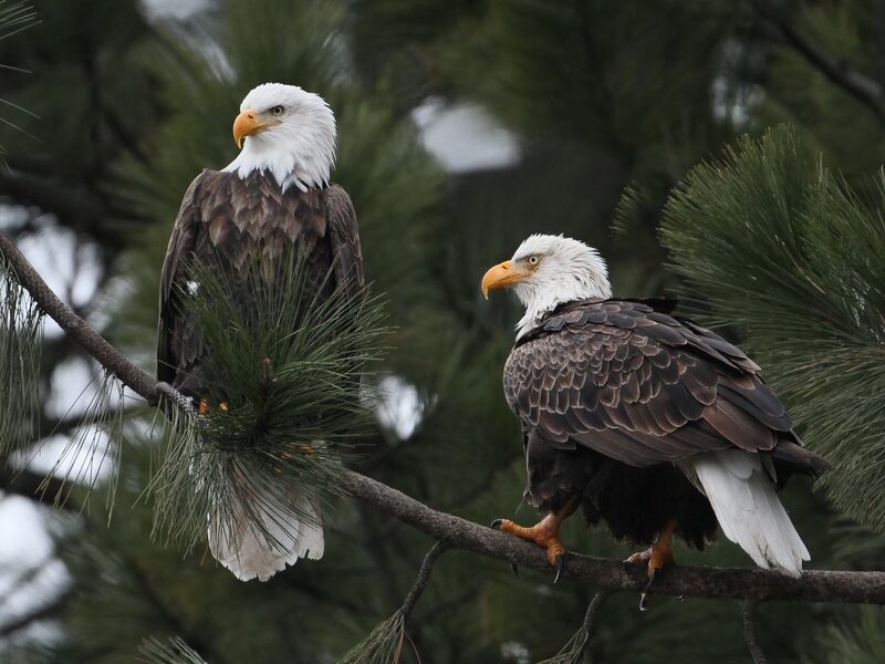 Two Bald Eagles — Brown, Calm, Photograph