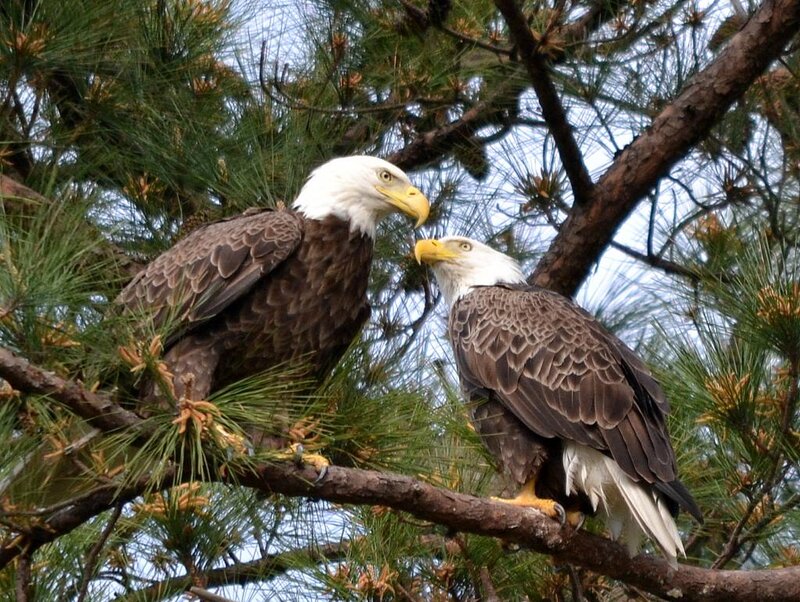 Two Bald Eagles — Brown, Calm