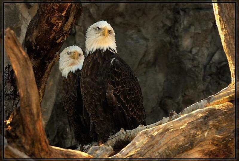 Two Bald Eagles — Brown, Dramatic, Sunset
