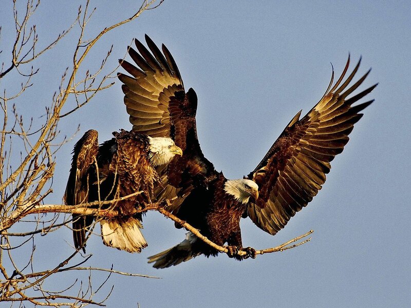 Two Bald Eagles — Brown, Dramatic