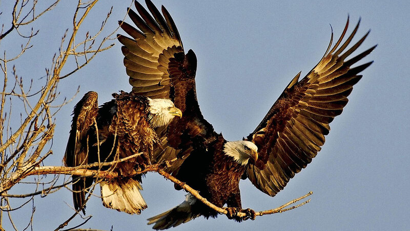 Two Bald Eagles — Brown