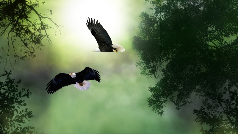 Two Bald Eagles in Flight — Green