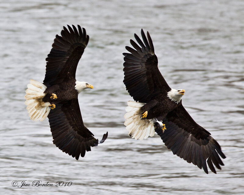 Two Bald Eagles in Flight