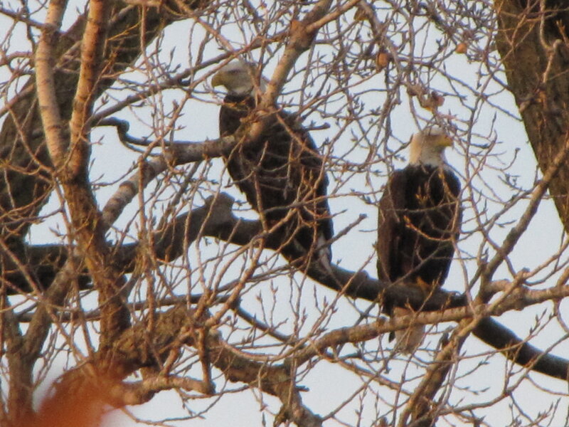 Two Bald Eagles