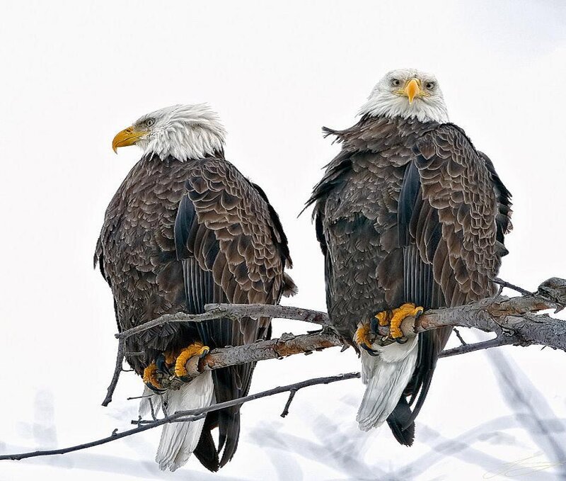 Two Bald Eagles — White, Calm