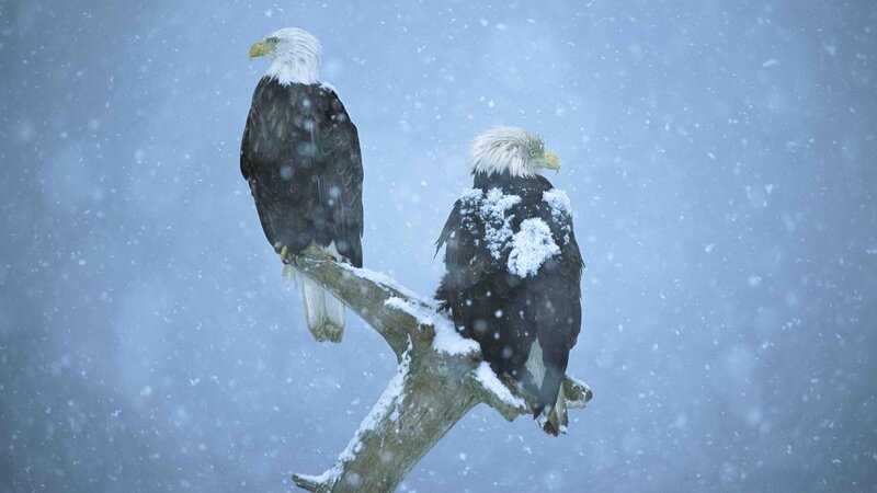Two Bald Eagles — White, Cold