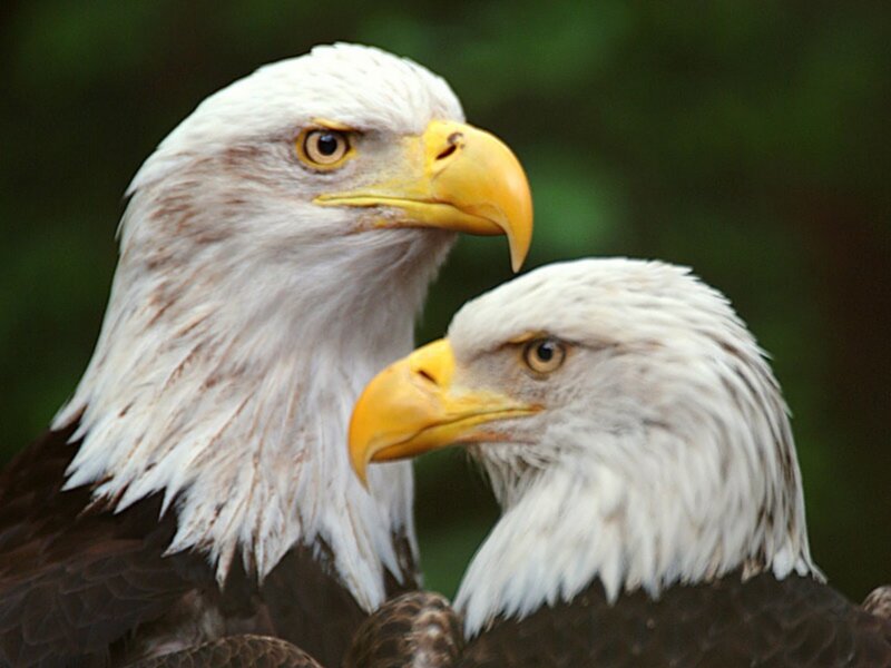 Two Bald Eagles — White