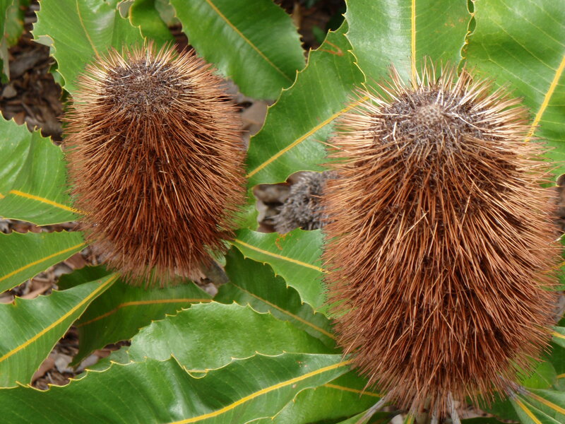 Two Banksia Flower Heads