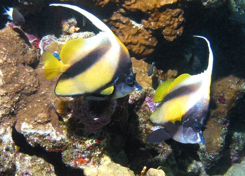Two bannerfish in coral reef