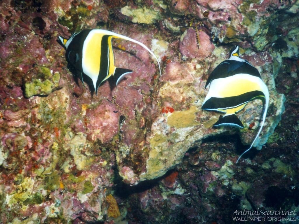 Two bannerfish on a coral reef