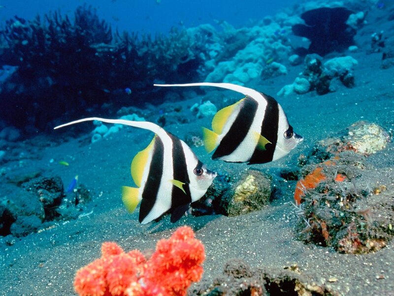 Two bannerfish swim near coral