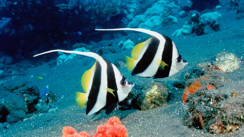 Two bannerfish swim near coral
