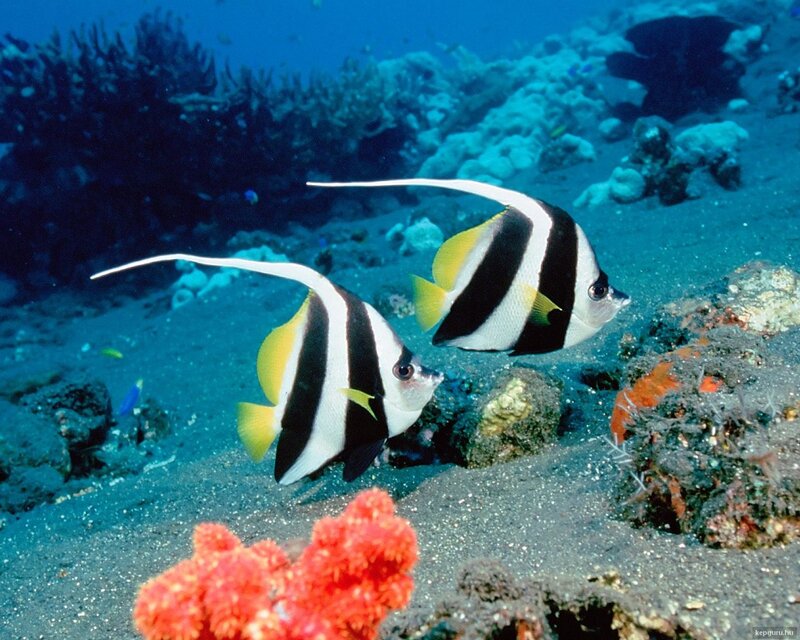 Two Bannerfish Swimming