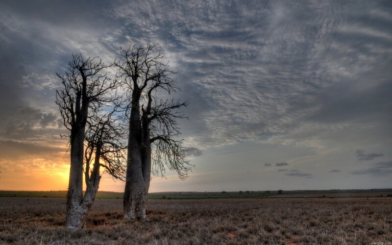 Two Baobab Trees — Gray, Dramatic