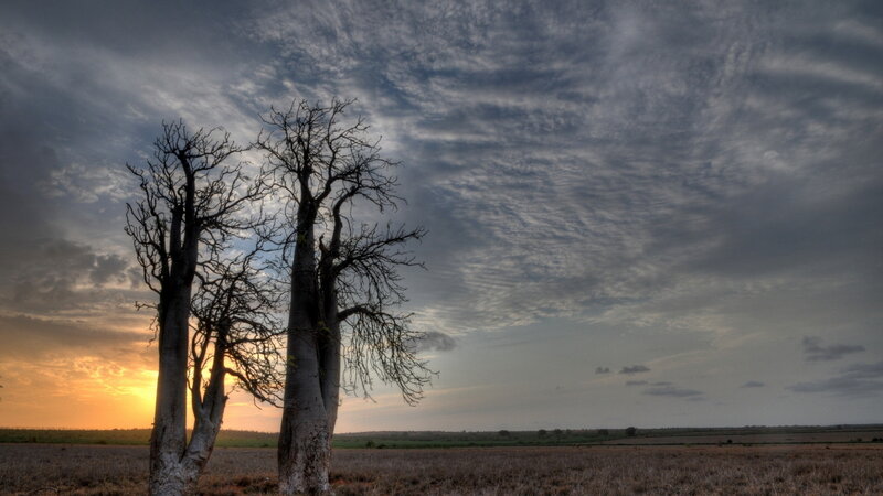 Two Baobab Trees — Gray