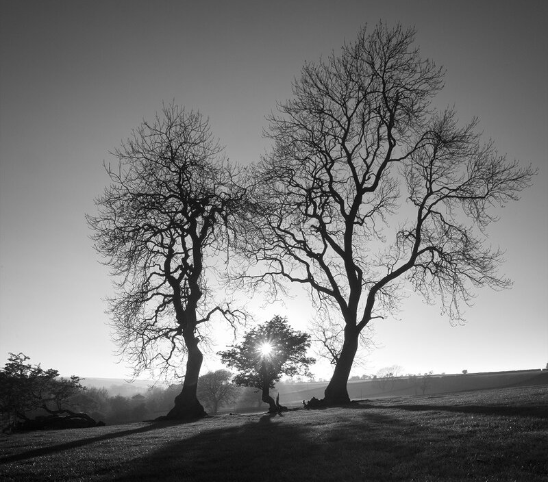 Two Bare Trees at Sunrise